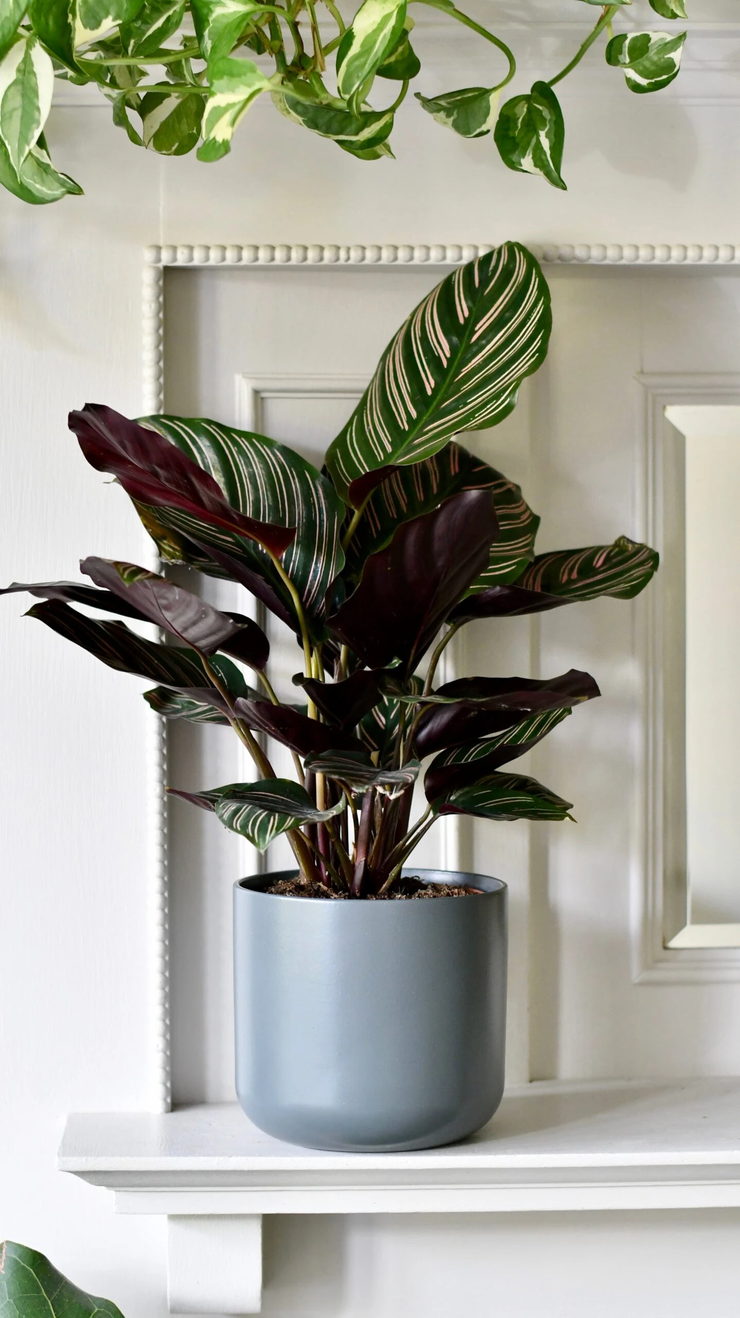 Calathea Sanderiana (Pinstripe Calathea) & Lisbon Planter - Image 7