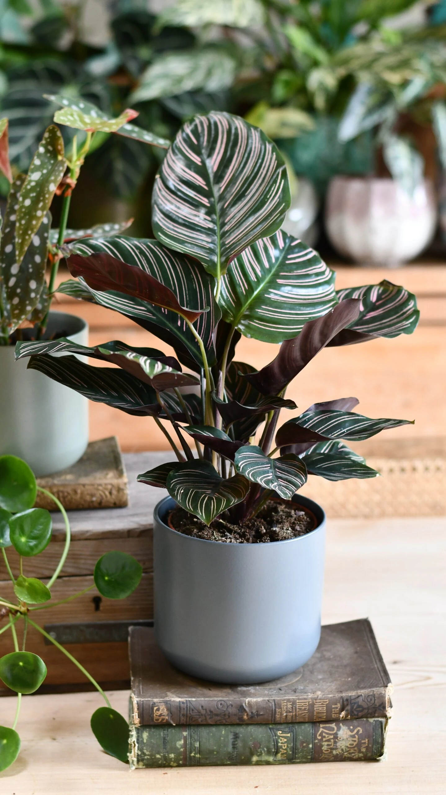 Calathea Sanderiana (Pinstripe Calathea) & Lisbon Planter - Image 6