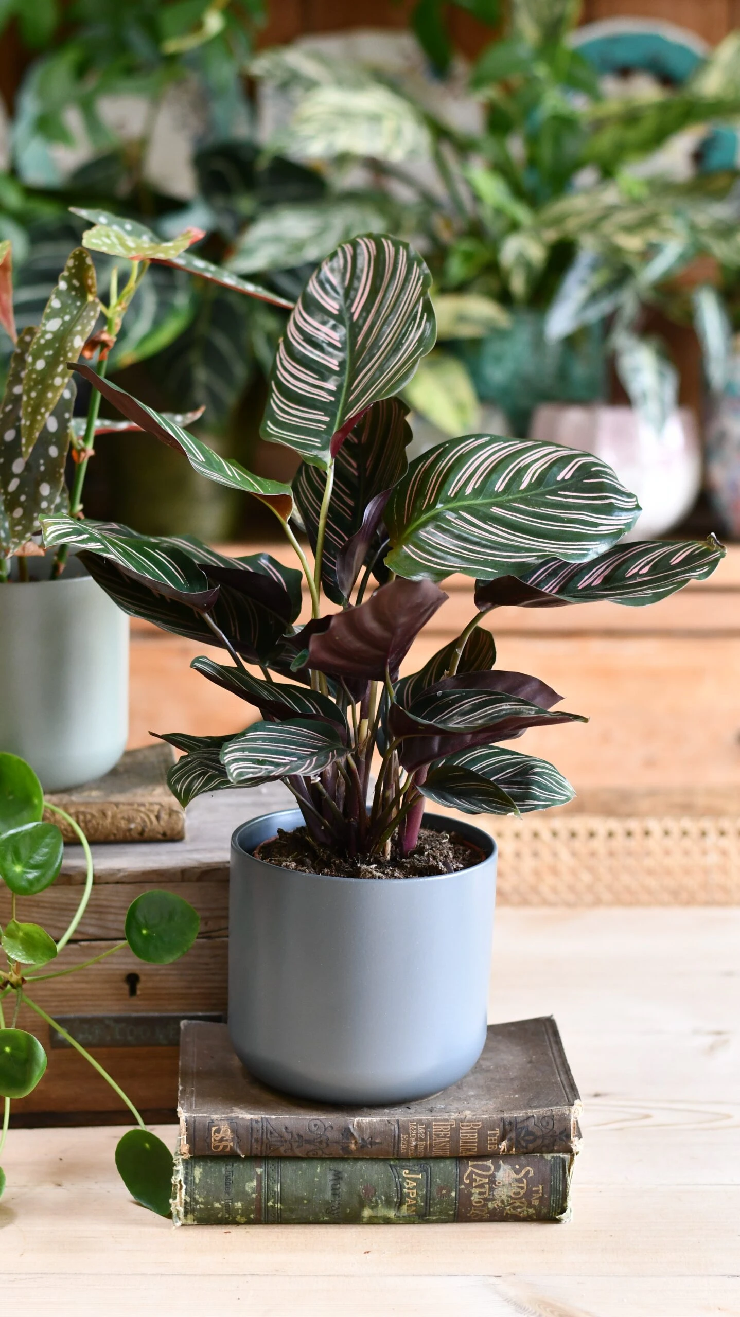 Calathea Sanderiana (Pinstripe Calathea) & Lisbon Planter - Image 5