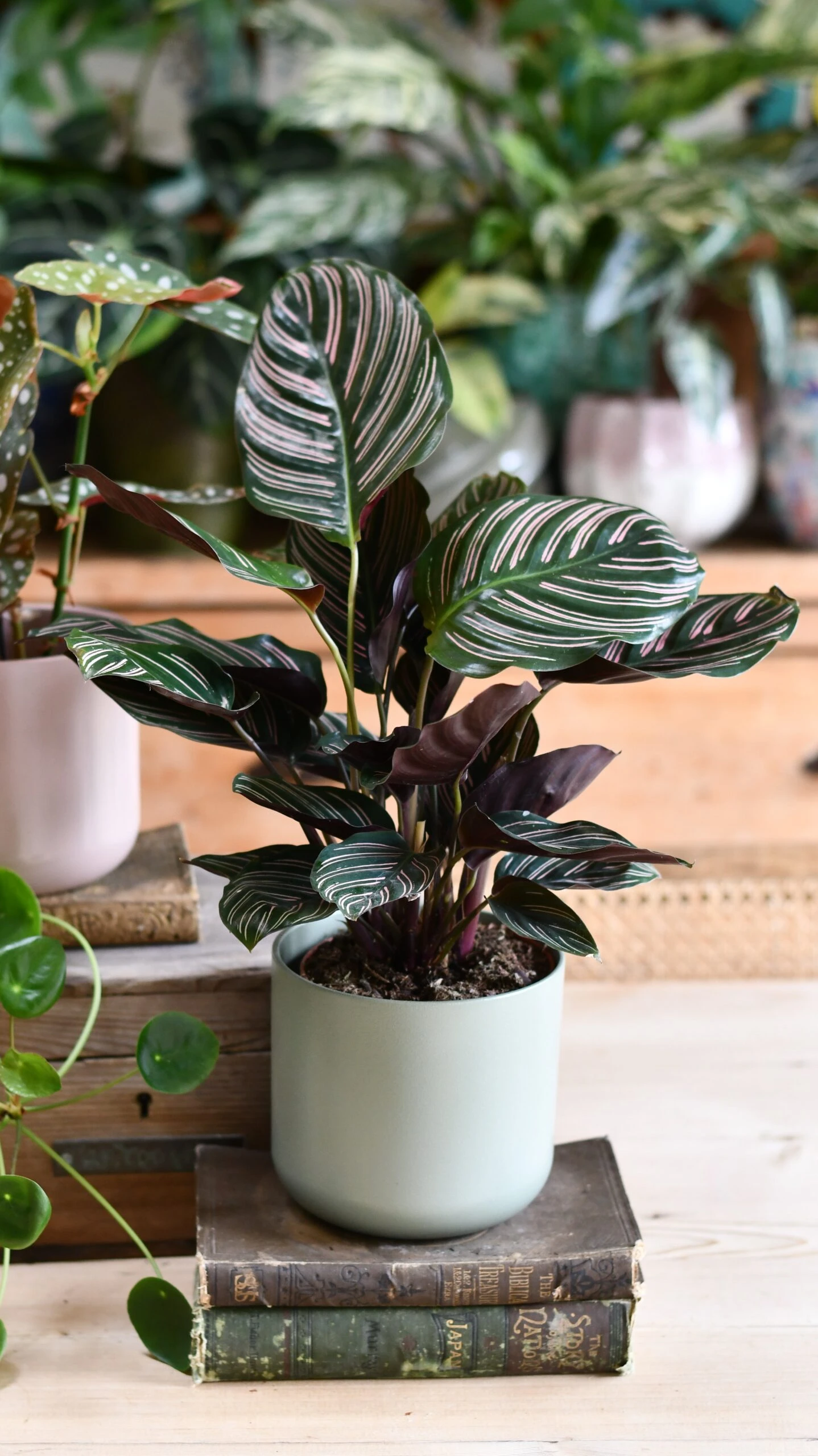 Calathea Sanderiana (Pinstripe Calathea) & Lisbon Planter - Image 4