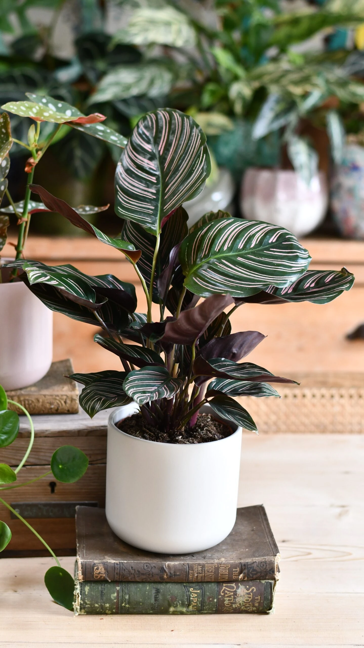 Calathea Sanderiana (Pinstripe Calathea) & Lisbon Planter - Image 3