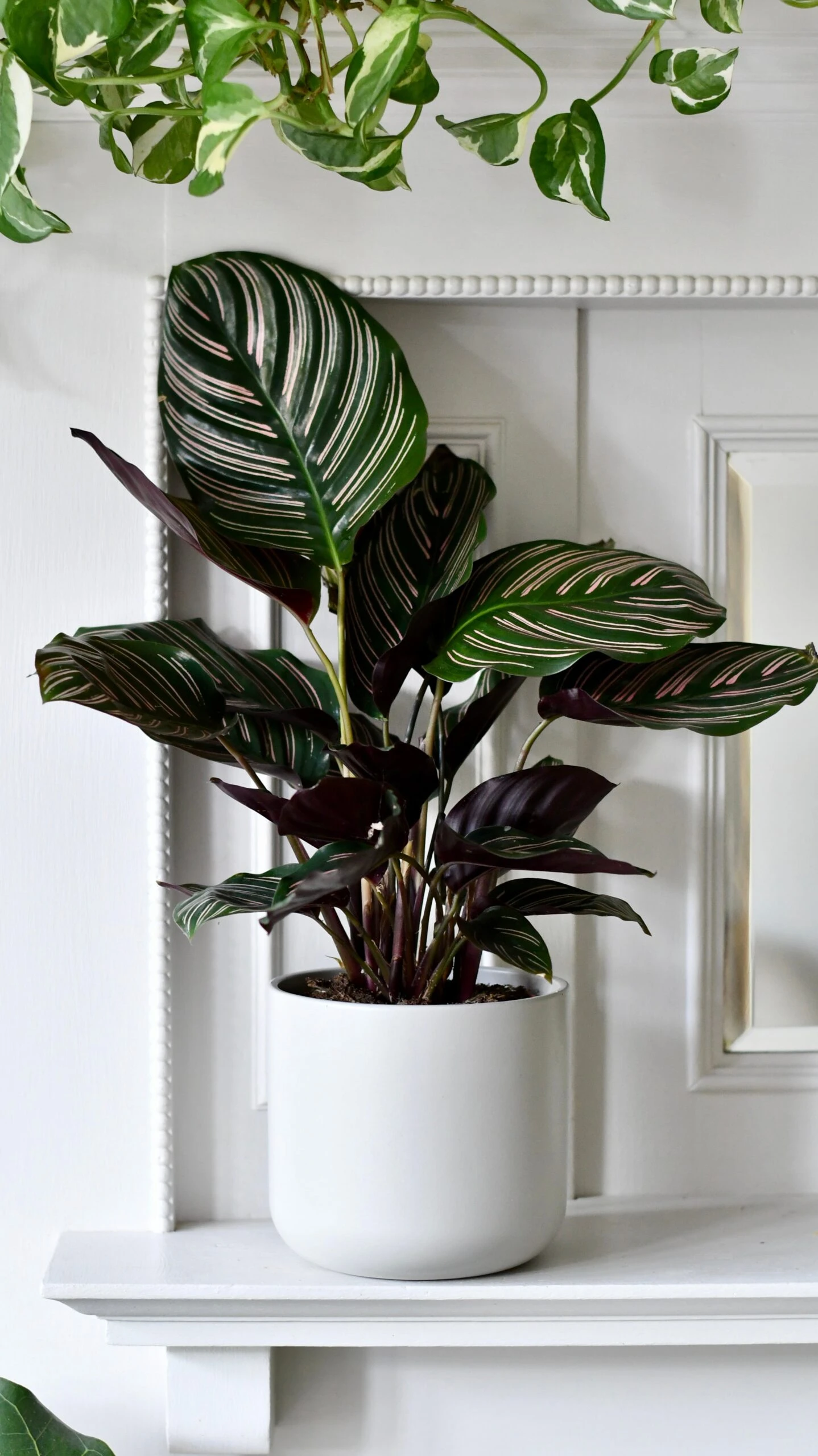 Calathea Sanderiana (Pinstripe Calathea) & Lisbon Planter - Image 2