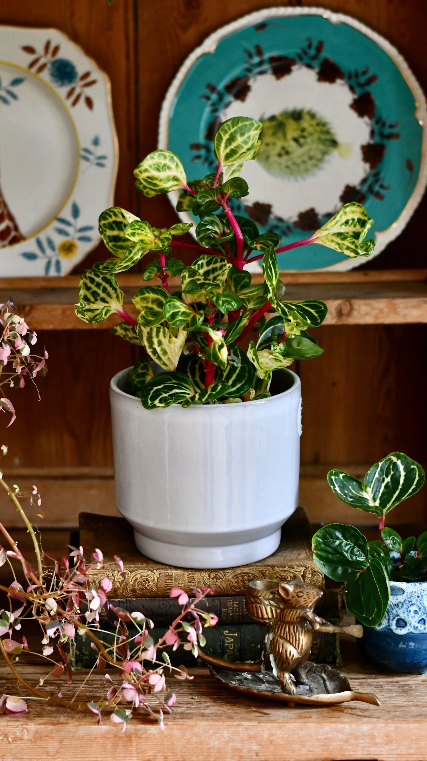 Large Iresine Herbstii Funnygold - Image 4