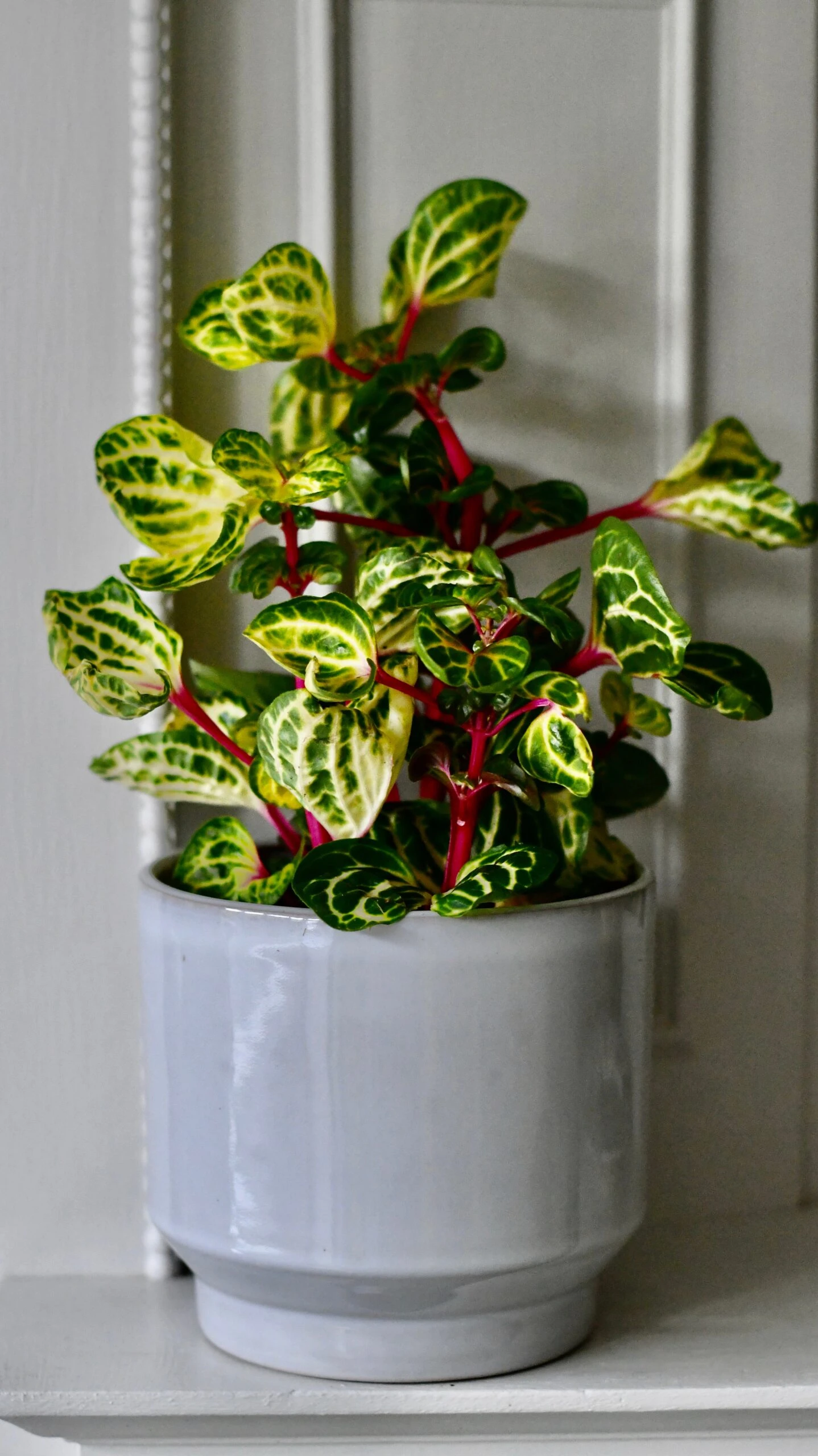 Large Iresine Herbstii Funnygold