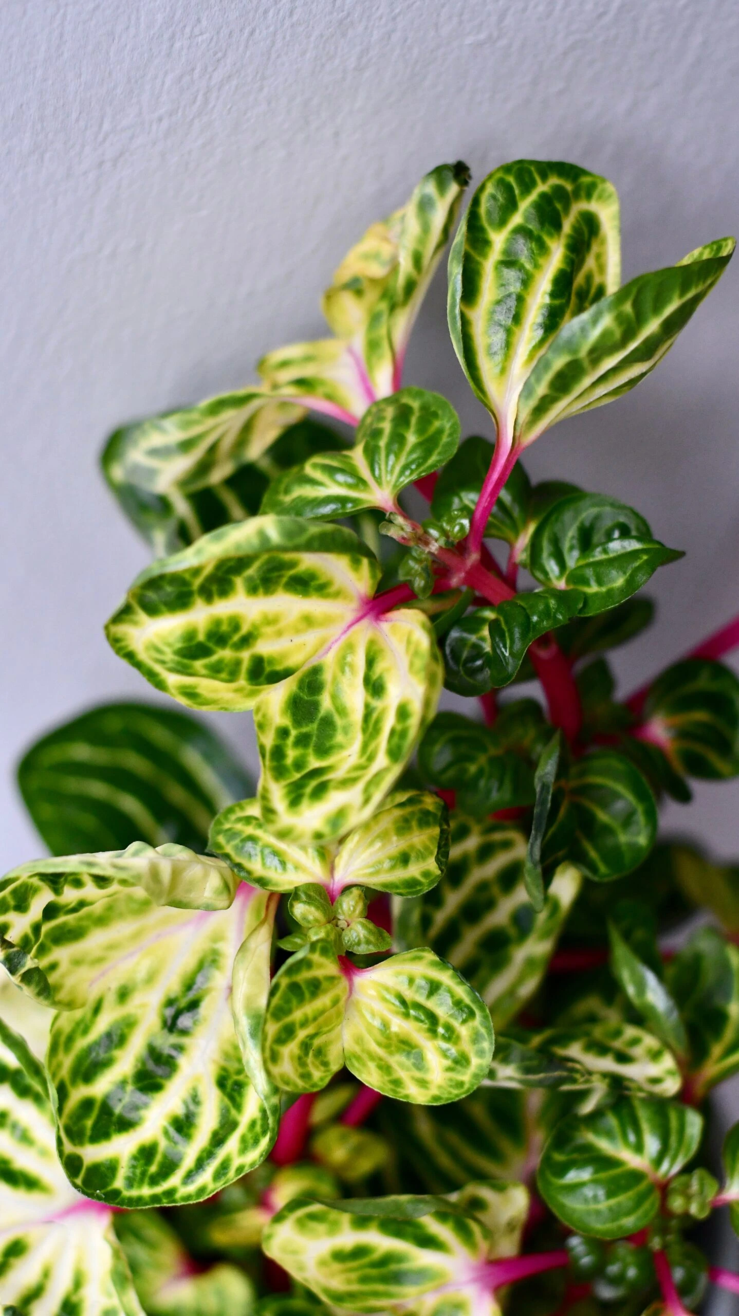 Large Iresine Herbstii Funnygold - Image 3