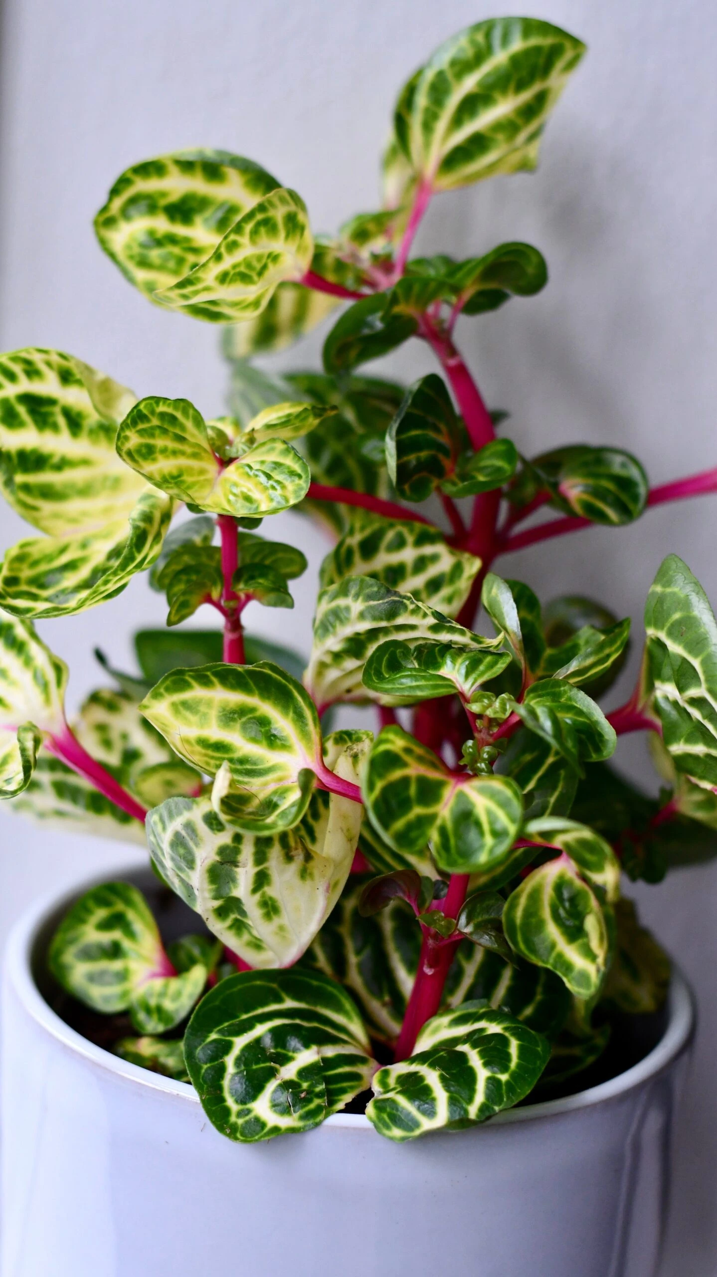 Large Iresine Herbstii Funnygold - Image 2