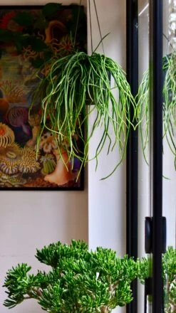 Moonlight Cactus Or Selenicereus Wercklei