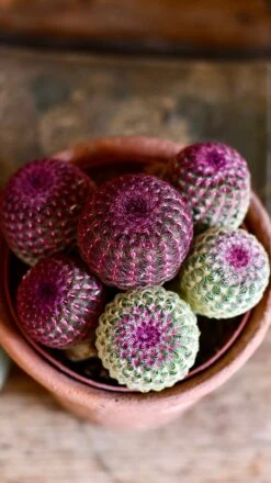 Echinocereus Rigidissimus Rubrispinus (rainbow Hedgehog Cactus)