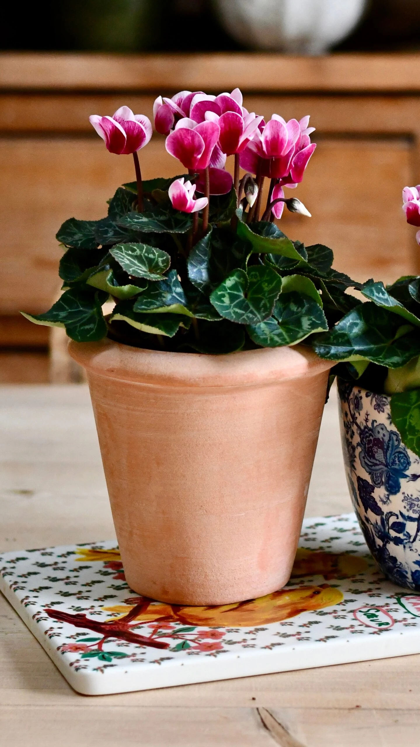 Terracotta Indoor Plant Pots 11cm - Image 3