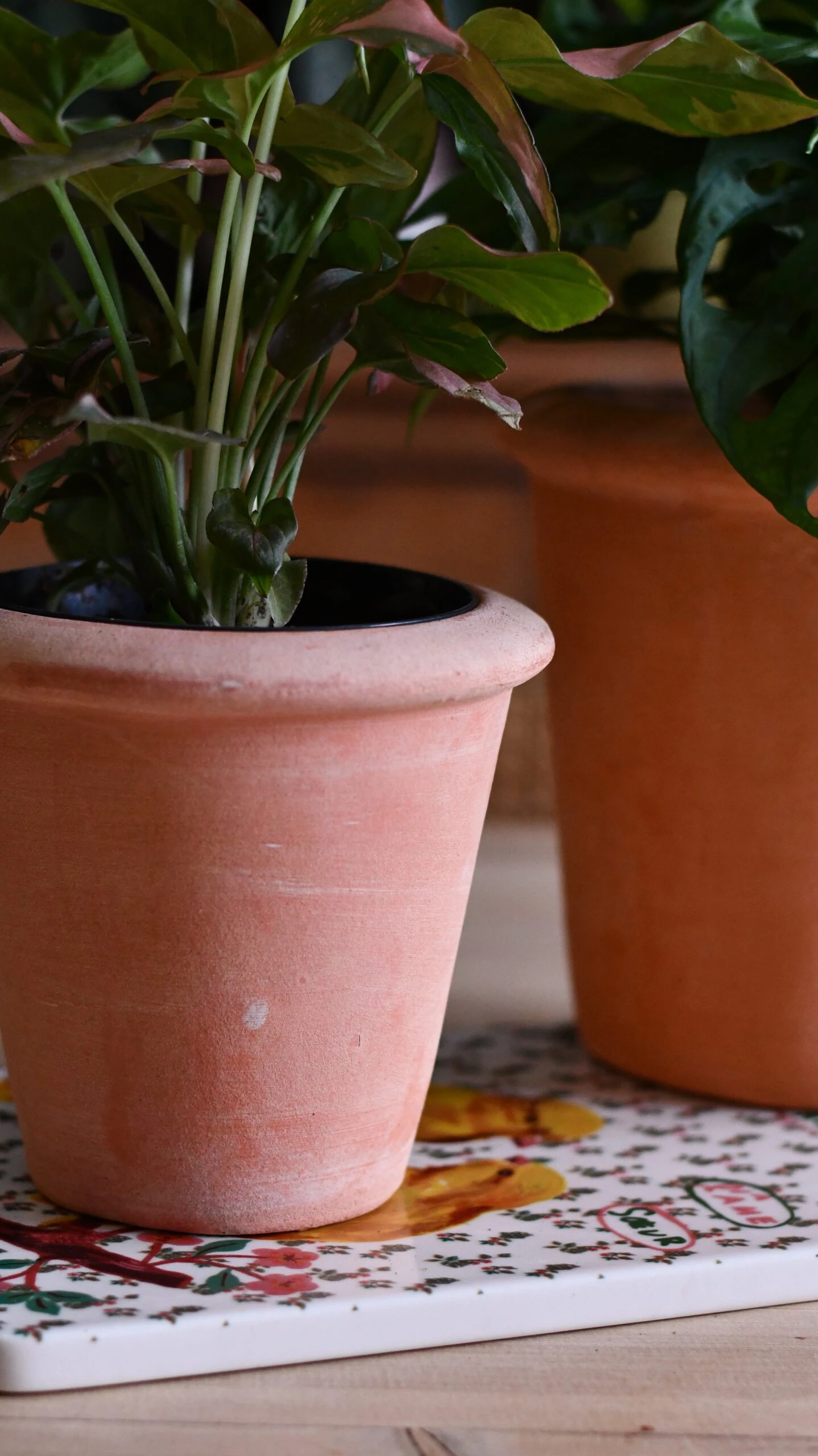 Terracotta Indoor Plant Pots 11cm - Image 5