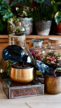 Geogenanthus Ciliatus Midnight Pearl