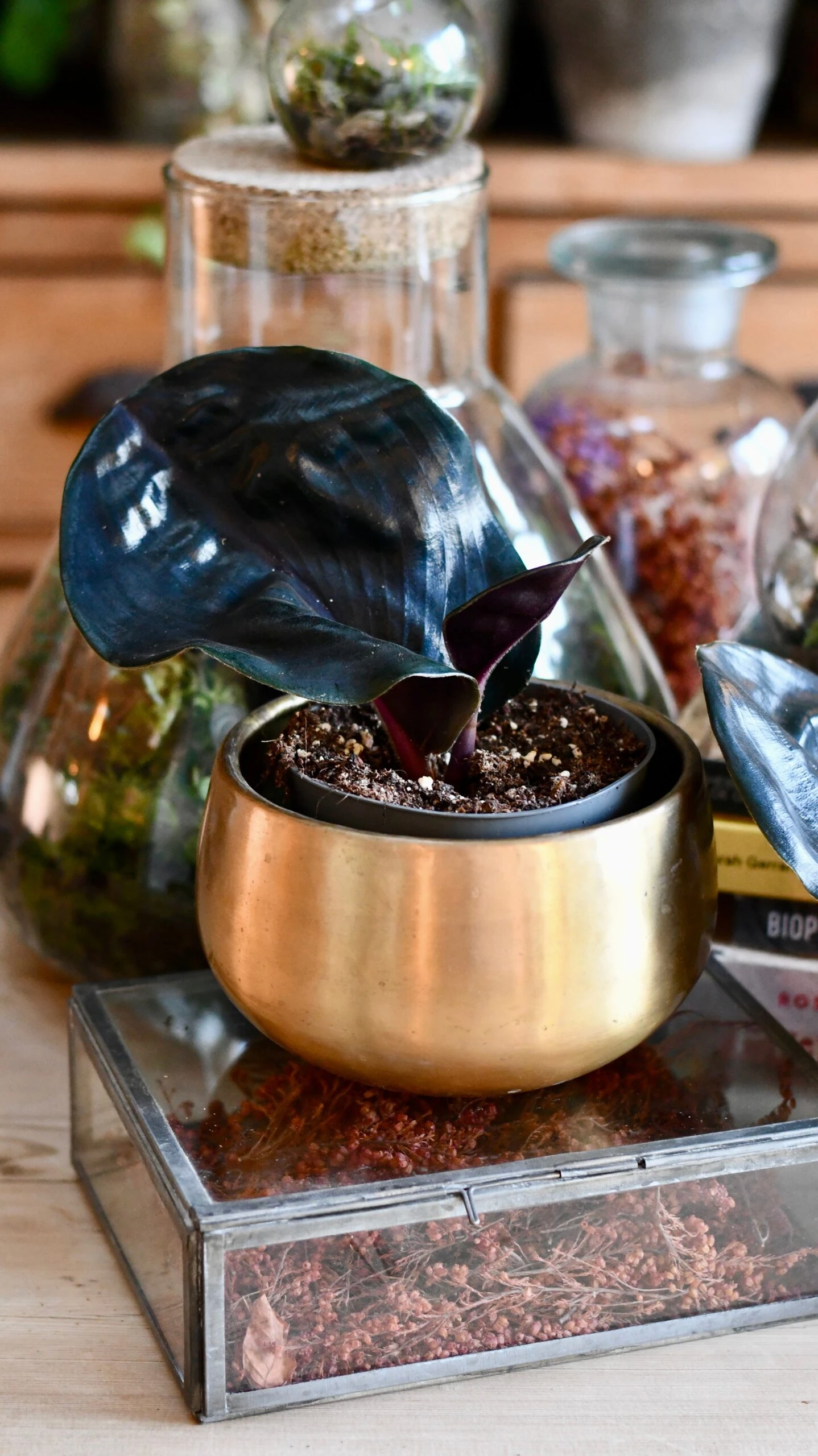 Geogenanthus Ciliatus Midnight Pearl - Image 3