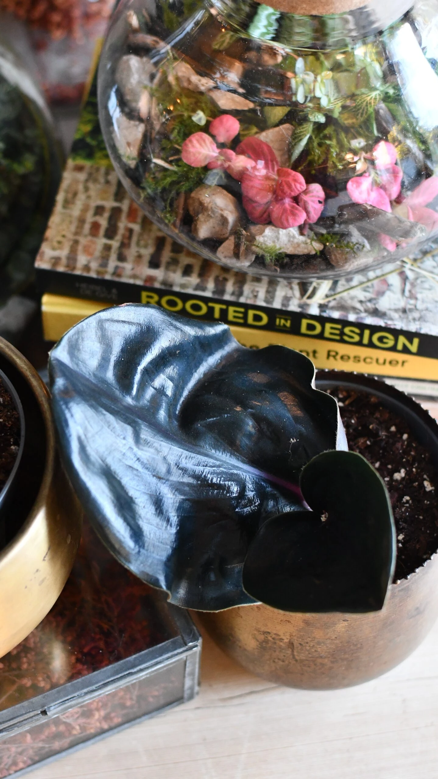 Geogenanthus Ciliatus Midnight Pearl - Image 2