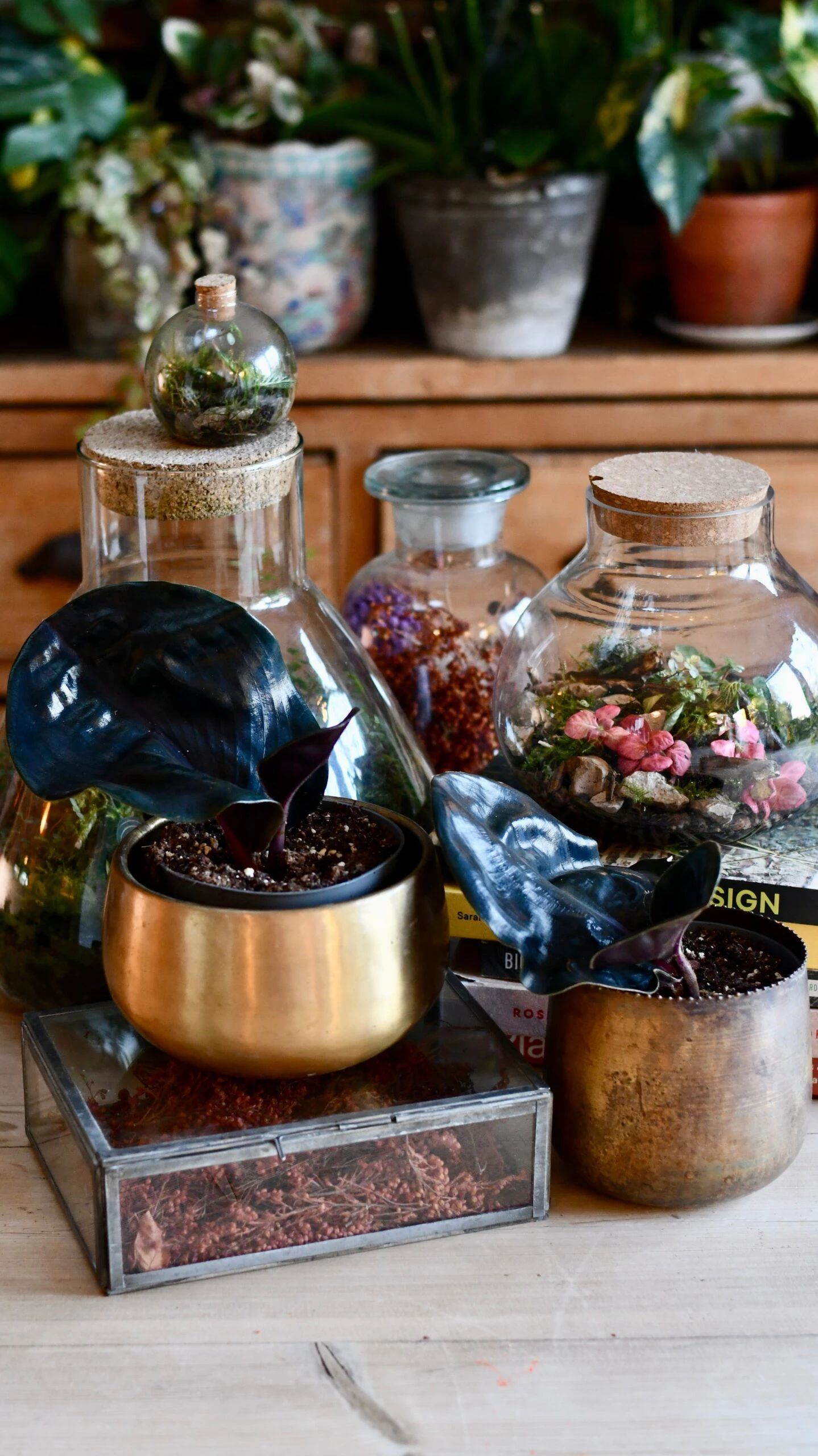 Geogenanthus Ciliatus Midnight Pearl - Image 5