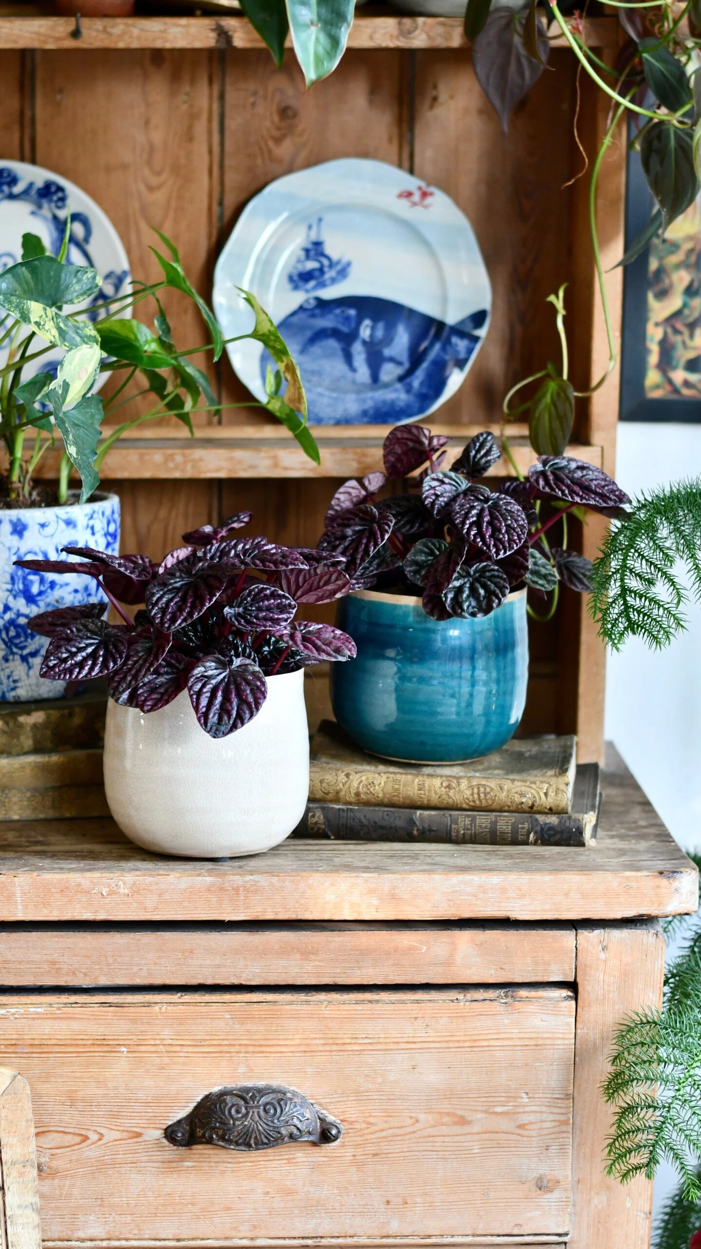 Peperomia Caperata Red Luna - Image 3