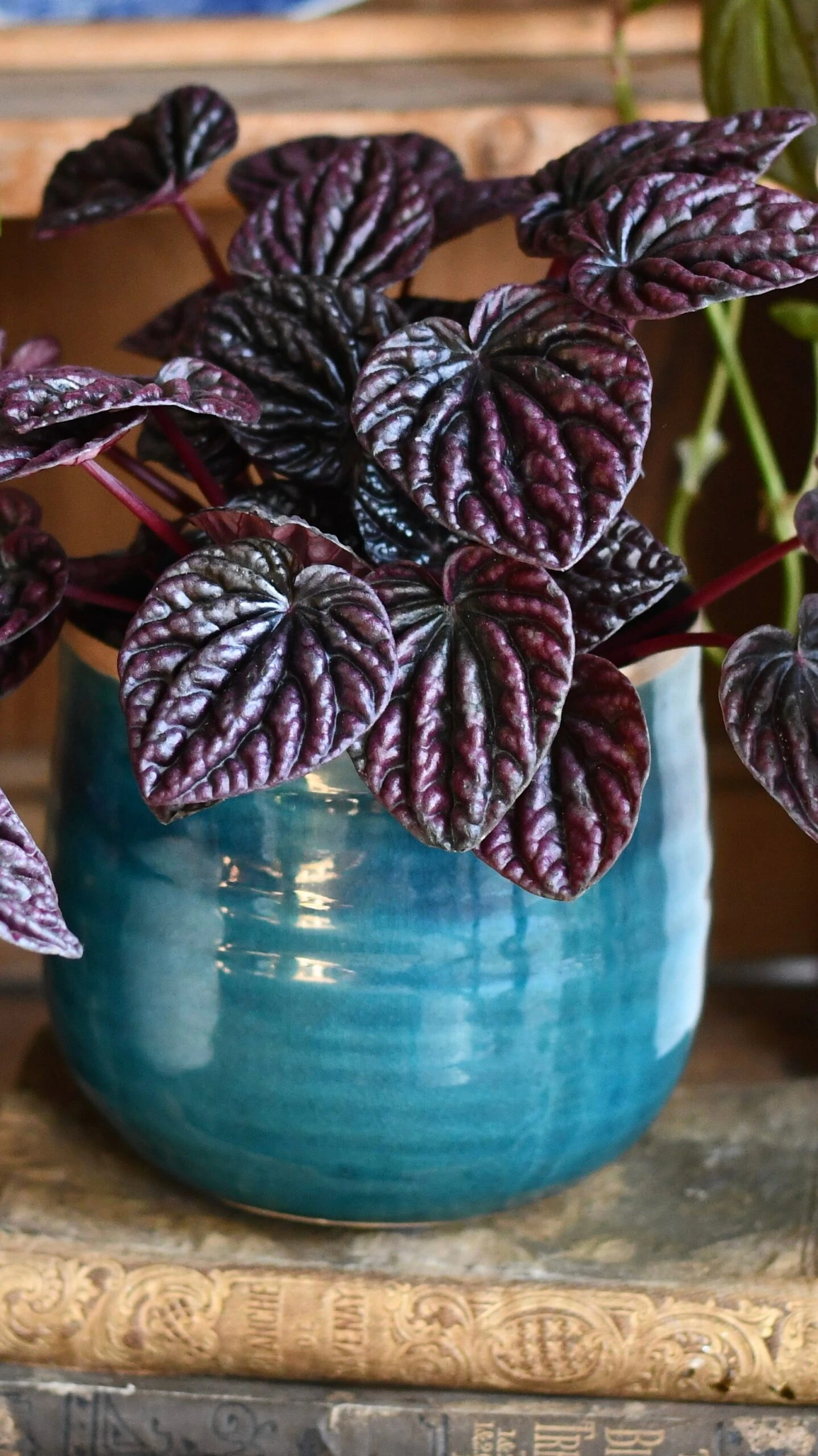 Peperomia Caperata Red Luna - Image 4