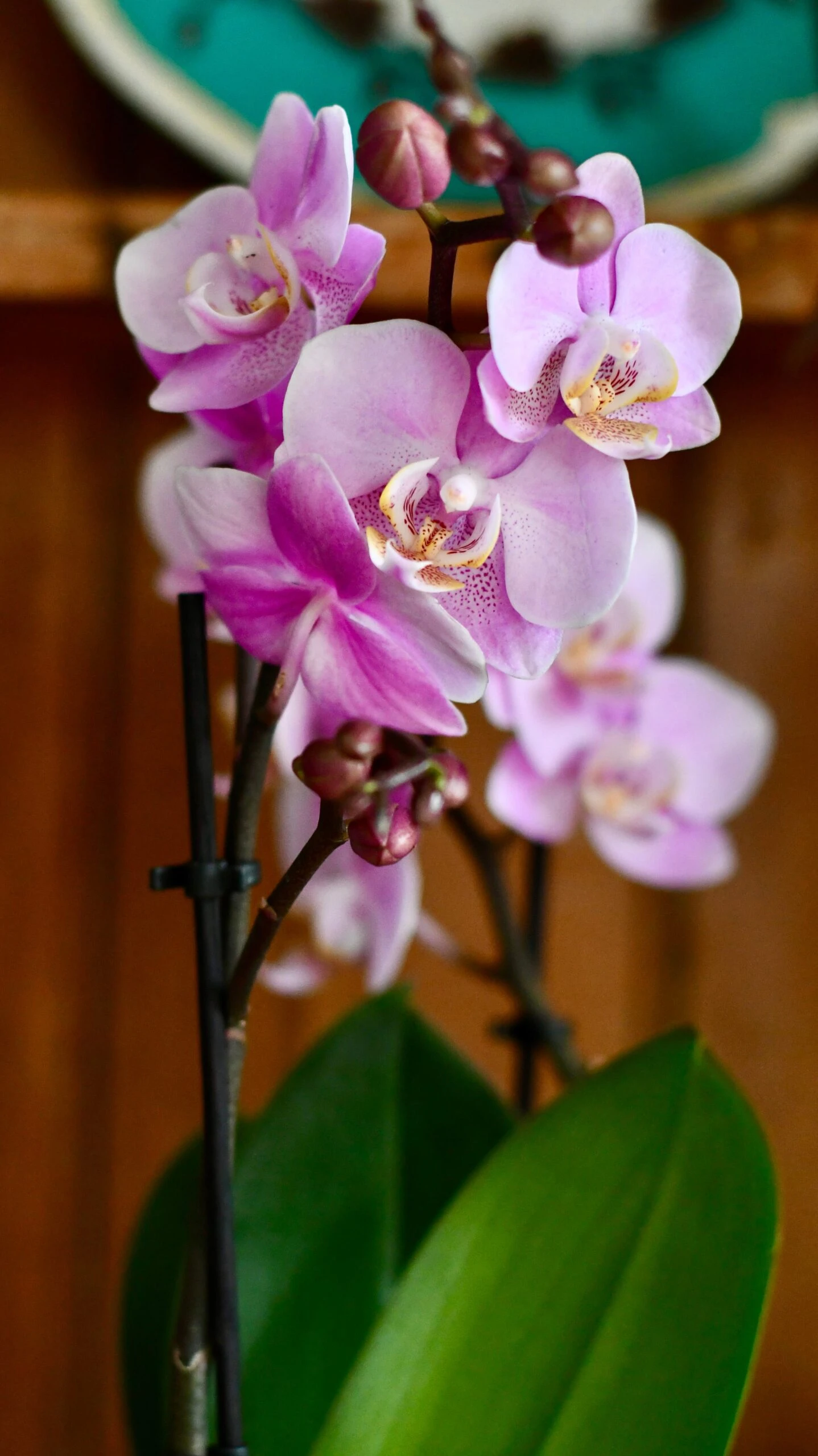 Pink Phalaenopsis Orchid Bouquet - Image 5