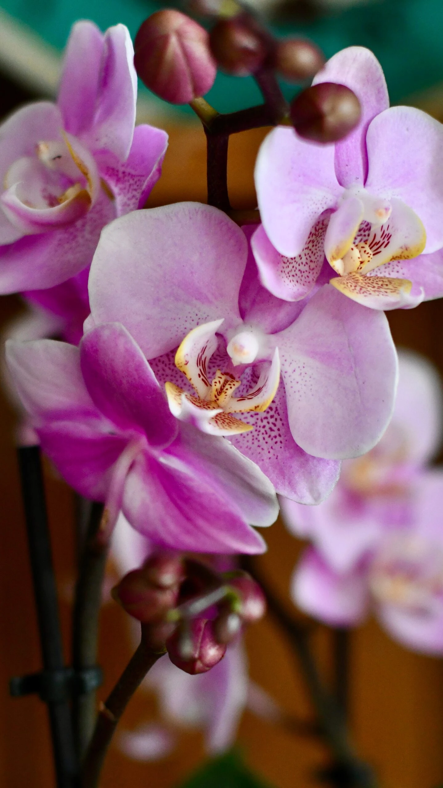 Pink Phalaenopsis Orchid Bouquet - Image 2