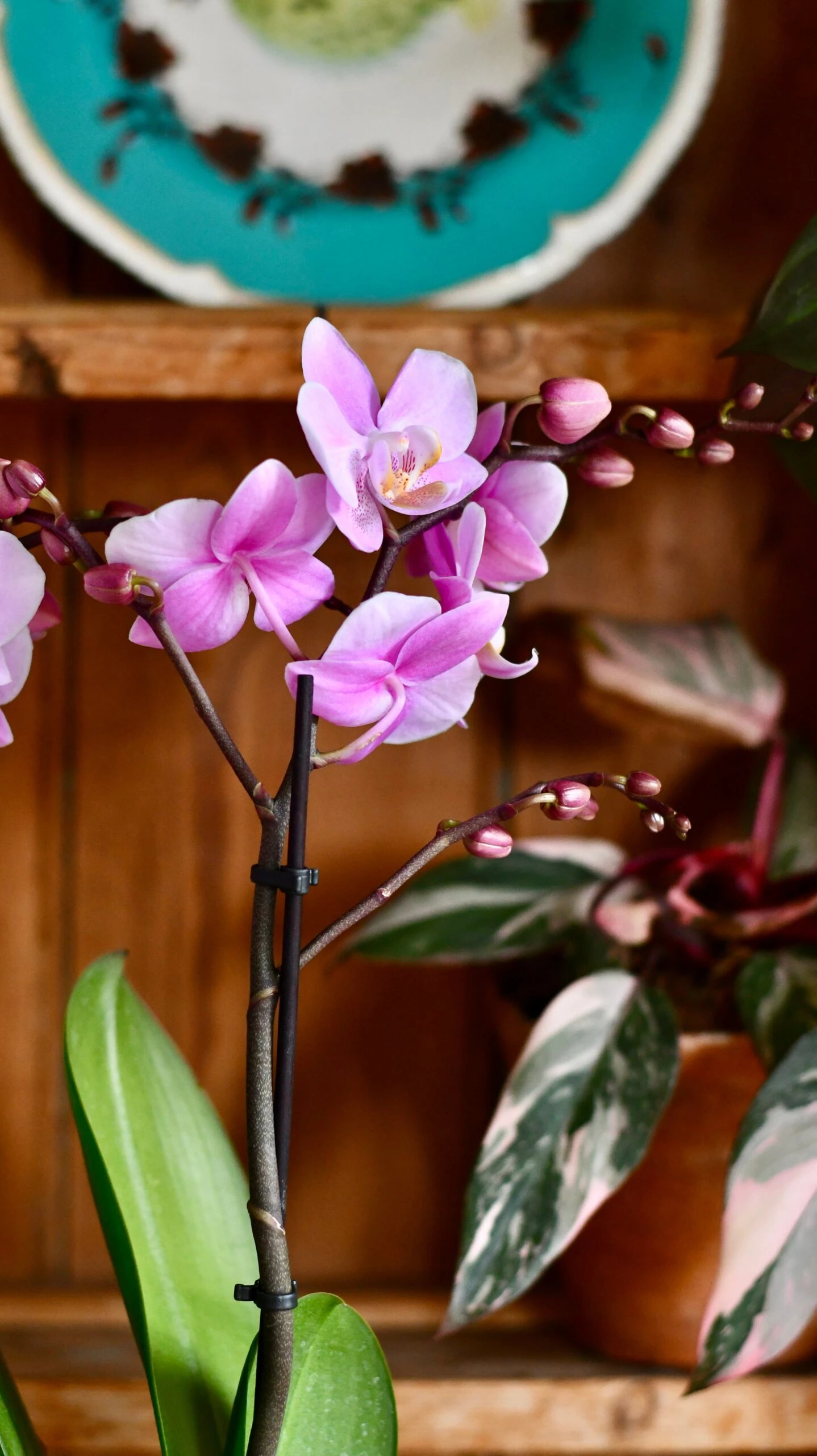 Pink Phalaenopsis Orchid Bouquet - Image 4