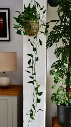 Epipremnum Aureum Shangri La, Javelin Or Sleeping Pothos
