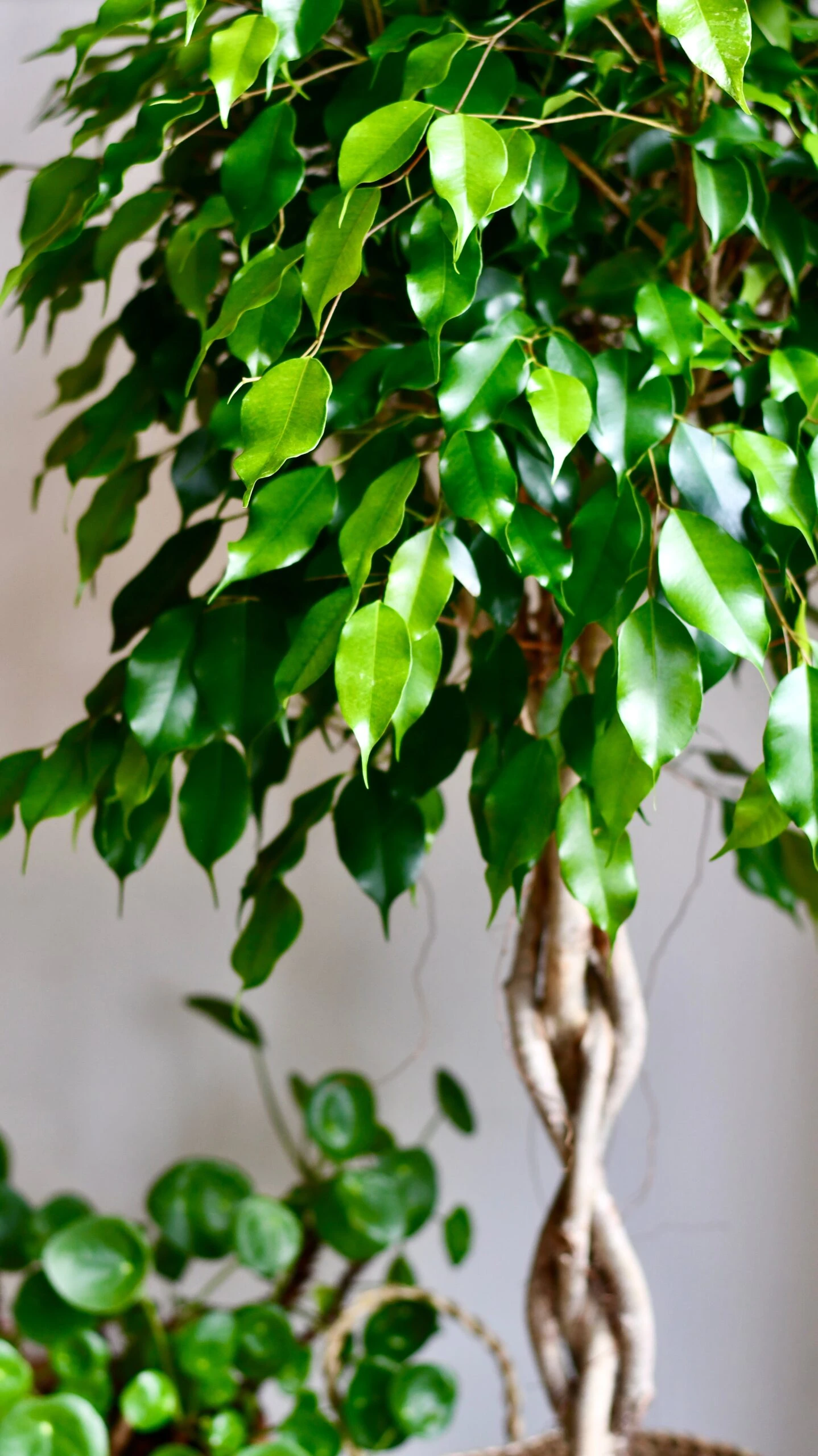 Weeping Fig Tree - Ficus Benjamina - Image 2