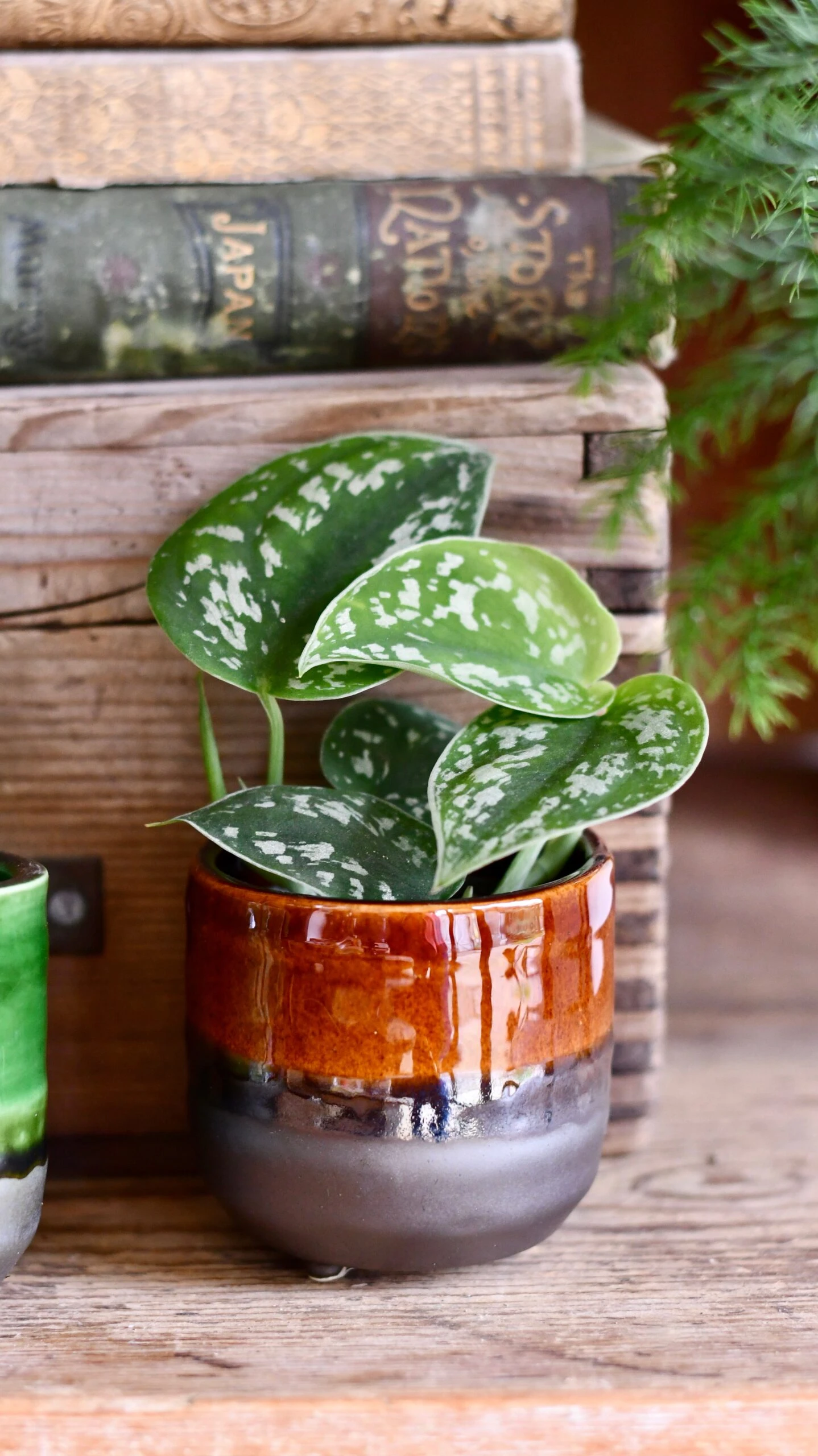 Baby Scindapsus Pictus Argyraeus (Satin Pothos) - Image 6