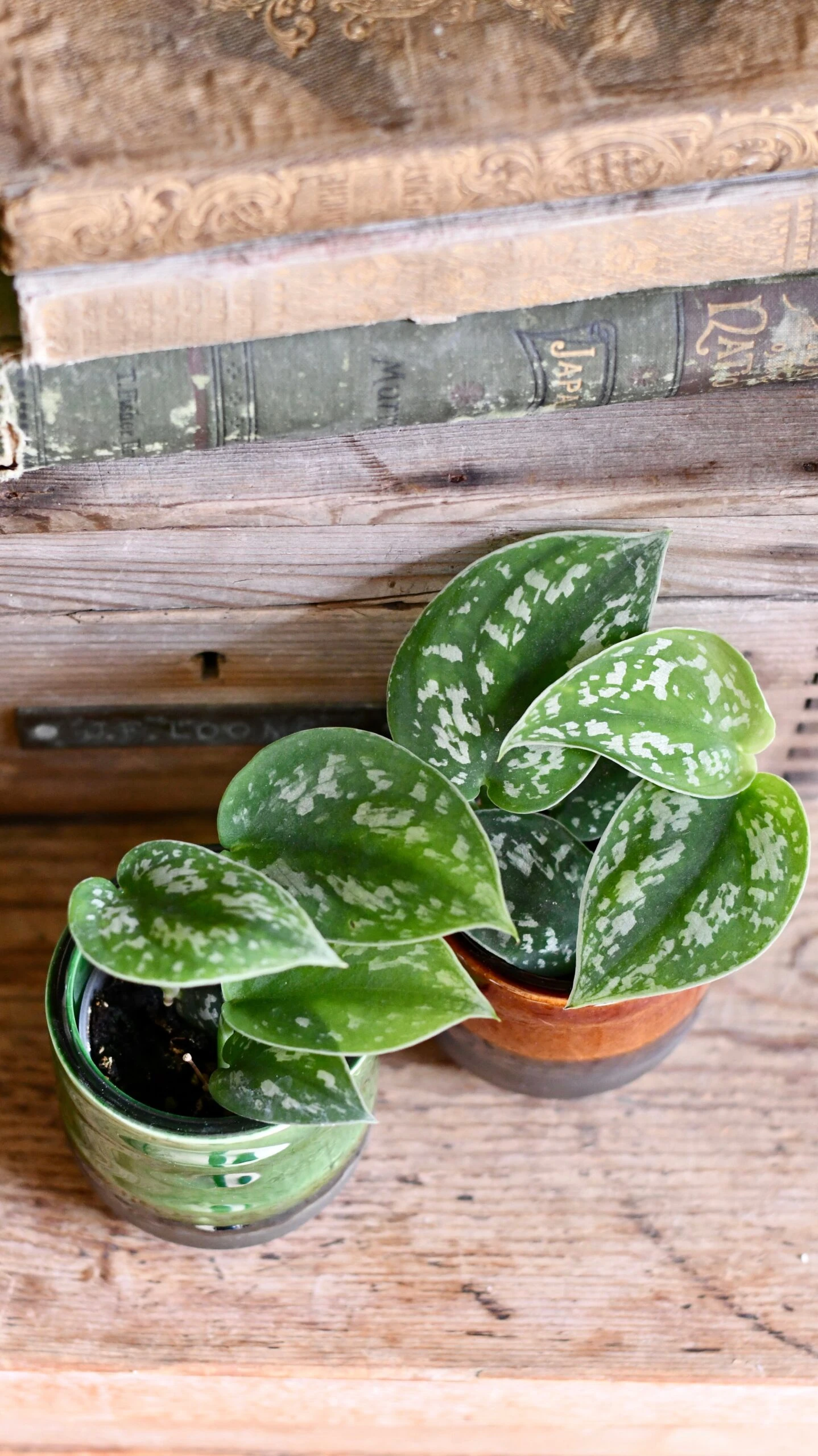 Baby Scindapsus Pictus Argyraeus (Satin Pothos) - Image 4