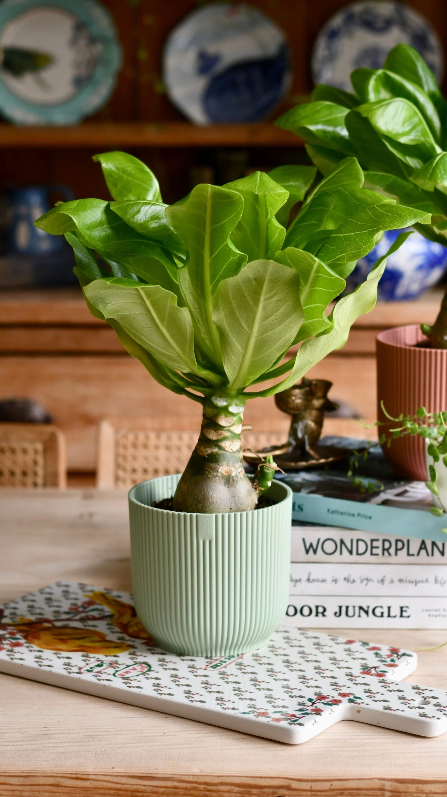 Brighamia Insignis (Hawaiian Palm, Alula) - Image 5