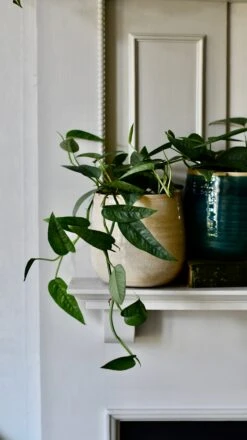 Epipremnum Cebu Blue (Cebu Blue Pothos, Epipremnum Pinnatum)