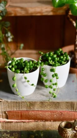 Baby String Of Pearls, Senecio Rowleyanus