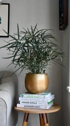 Plerandra Elegantissima In Tembesi Pot