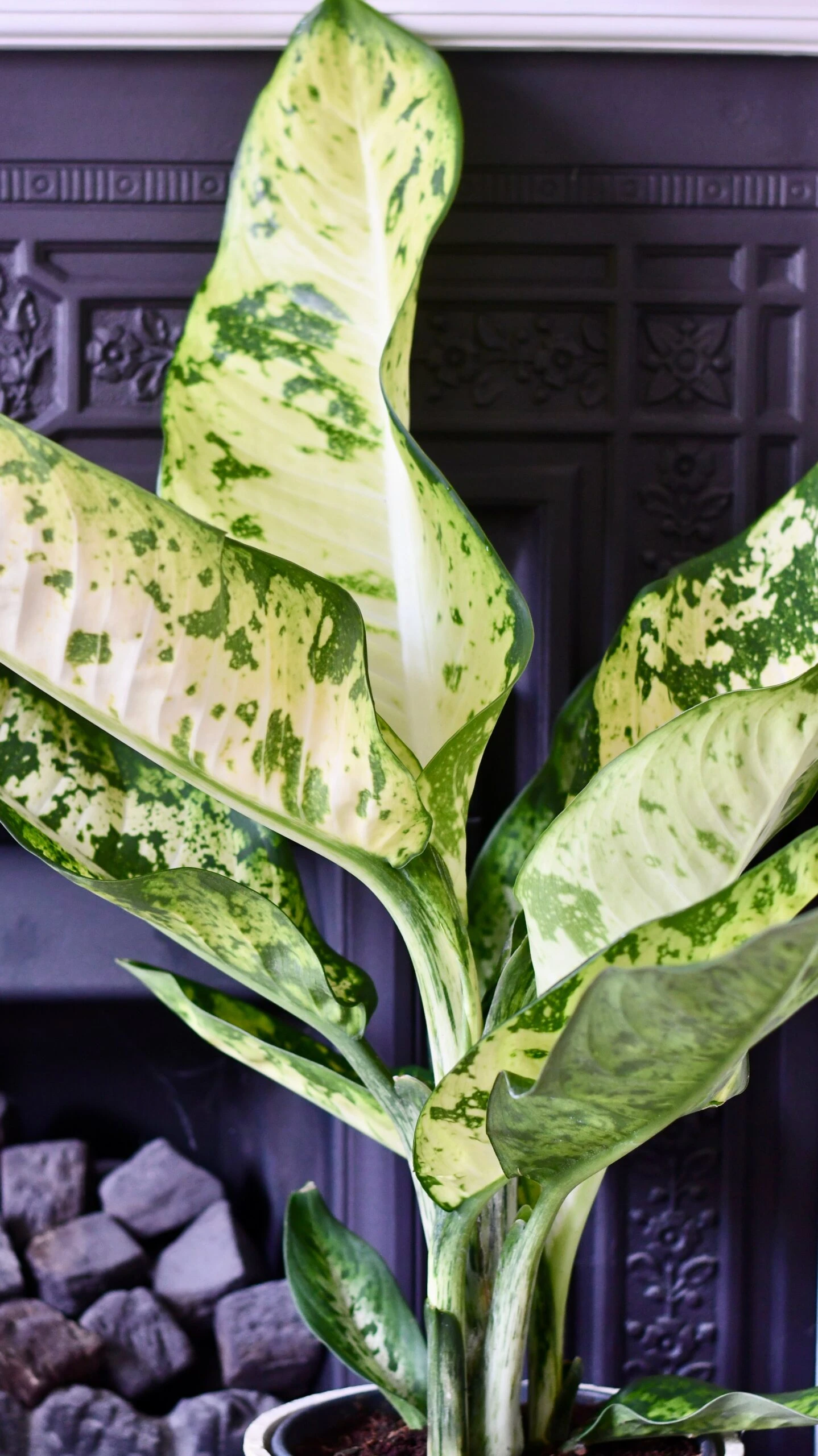 Dieffenbachia Seguine 'Banana' - Image 8