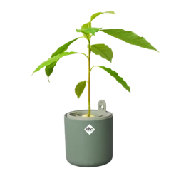 Amazing Avocado Pot Leaf Green (Grow An Avocado Tree!)