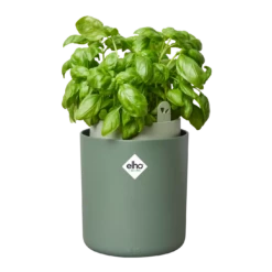 Bouncy Basil Grow Pot Leaf Green 17cm