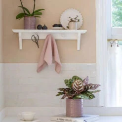 Premium Glaze Rose Planter (14cm Indoor Plant Pot)