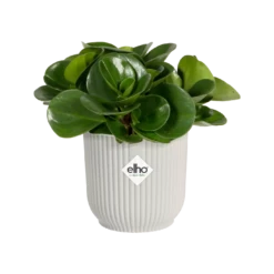 Vibes Fold Round Mini 11cm Silky White